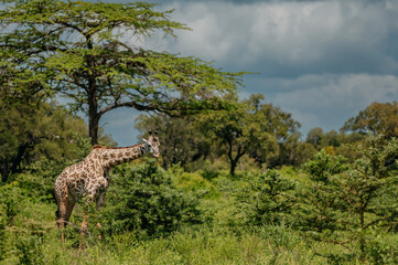 A giraffe in their real habitat. A giraffe in african savannah. Giraffe in tanzania