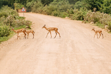 Deer are in their habitat.
