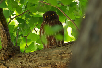 銀杏の枝にとまるアオバズク