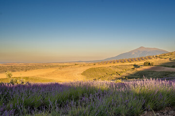 Lavanda San Felices Soria