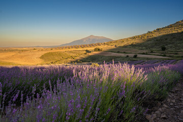 Lavanda San Felices Soria