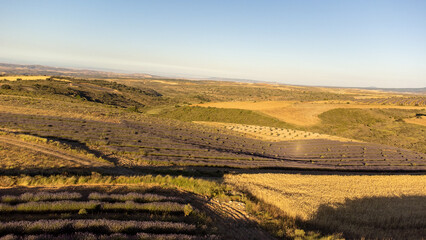 Lavanda San Felices Soria
