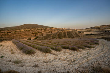 Lavanda San Felices Soria