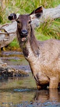 
A sambar deer wades through shallow waters, feeding on aquatic plants and demonstrating its adaptability and dependence on water vegetation for nourishment.