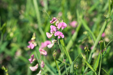 Flat pea, .Lathyrus sylvestris flowers closeup selective focus