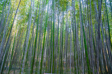 Fototapeta premium Arashiyama Bamboo Forest in Kyoto, Japan