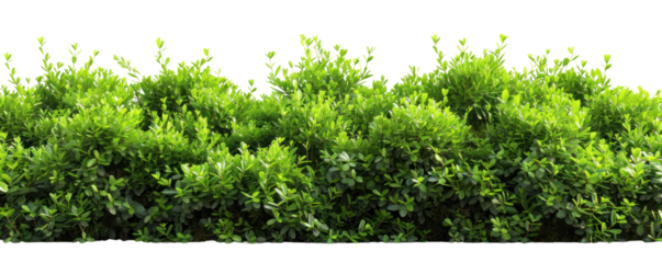 Lush green hedge providing natural privacy and enhancing the beauty of outdoor spaces, perfect for landscaping and gardening.