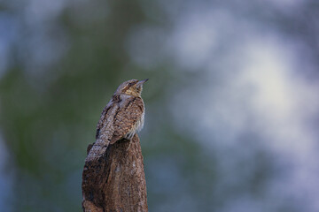 Wrynx. Jynx torquilla. a champion of mimicry. It almost looks like an extension of the trunk
