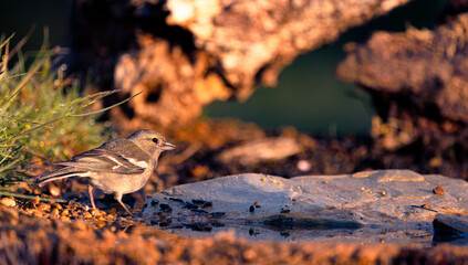 Common Chaffinch - Fringilla coelebs