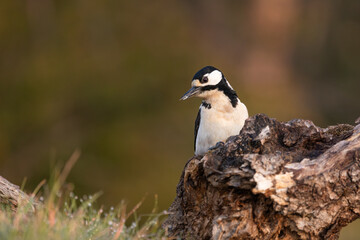 Fototapeta premium Woodpecker- Dendrocopos major