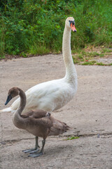 Ein alter und ein junger Schwan nebeneinander stehen auf einem festen Untergrund