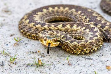 Close up head of an Adder, Vipera berus, in attack position on a light sandy surface with black...