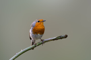 Fototapeta premium Close up of a European Robin, Erithacus rubecula, standing looking forward with one eye visible friendly with eye contact on a bare sawn-off tree trunk against bright blurred background