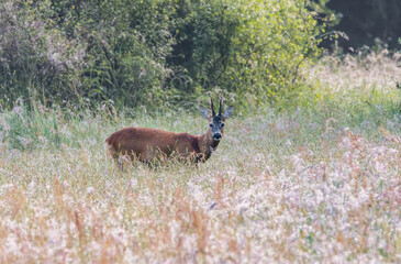 Close up of a belaying roe deer, Capreolus capreolus, with fork antlers standing among tall seed-bearing grass in the Omlanden nature reserve in North Drenthe near the lookout tower.