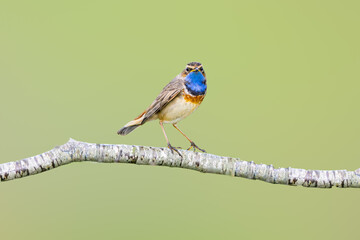 Close up of a male Bluethroat, Luscinia svecica, standing on a thin twig with eye contact isolated against blurred light green background