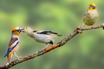 Close-up of an adult male and two juvenile Hawfinches, Coccothraustes coccothraustes, on a horizontal dead branch with one juvenile feeding and the second just landing on the branch