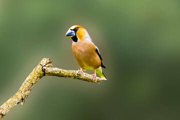 Close up of a male Hawfinch, Coccothraustes coccothraustes, resting on a horizontal branch against even blurred dark green shadow background