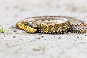 Close up head of an Adder, Vipera berus, in attack position on a light sandy surface with black forked tongue sticking out of the mouth and beautiful yellow gold scales and black zigzag pattern