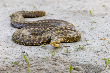 Close up  of an Adder, Vipera berus, in attack position on a light sandy surface with black forked tongue sticking out of the mouth and beautiful yellow gold scales and black zigzag pattern