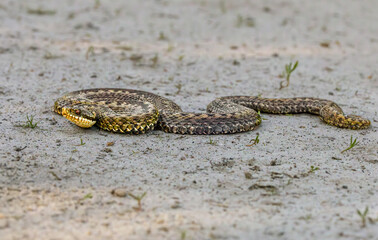 Close up  of an Adder, Vipera berus, in attack position on a light sandy surface with black forked tongue sticking out of the mouth and beautiful yellow gold scales and black zigzag pattern