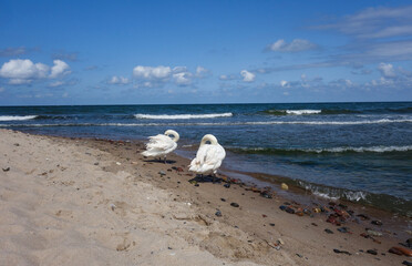 Zwei Schwäne schlafen am Strand