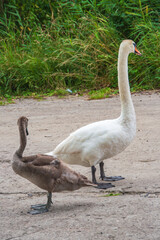 Old white and young brown swan