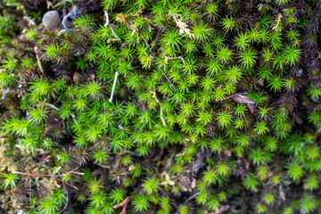 Shiny green bog plants (sphagnum moss) in spring as a nature pattern.