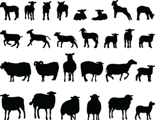 Black silhouettes sheep and lambs