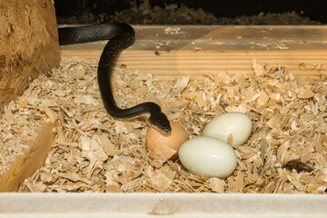 Black Rat Snake Stealing Eggs from a Chicken Coop
