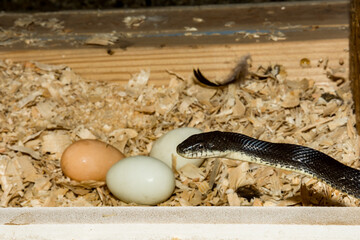 Black Rat Snake Stealing Eggs from a Chicken Coop