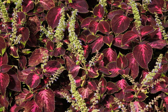 "Coleus Blumei"Bilder StockFotos & Videos. Adobe Stock