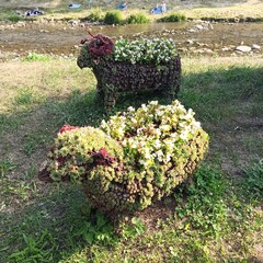 Baranki z kwiatów © Karolina