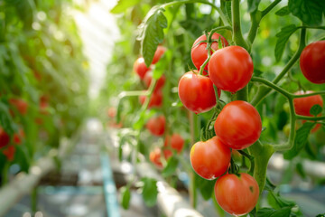 A closeup view of ripe tomatoes hanging on a vine in a greenhouse