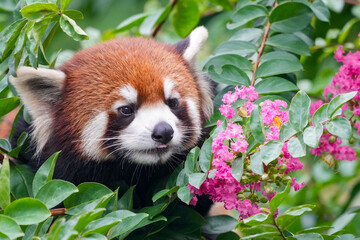 redpanda and pink flower