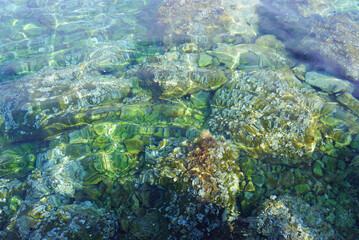 Marine background from Montenegro: view from the shore of algae-covered rocks at the bottom under water. Clear and clean water of the Adriatic Sea on the beach in the Bay of Kotor.