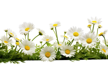 Daisy flowers and green grass in a floral line