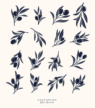 Olive Branch and olive oil logo or olive icon, herbs elements in vector format, floral olive frame and border virgin oil,  hand drawn olive branch botanical