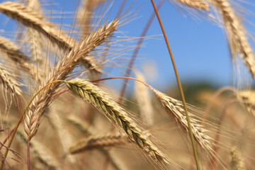 Ears of rye close up with selective focus. Grain ripening on the field. Field of rye. Agriculture. Rural landscape. Concept of growing grain harvest