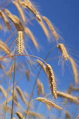 Ears of rye close up with selective focus. Grain ripening on the field. Field of rye. Agriculture. Rural landscape. Concept of growing grain harvest
