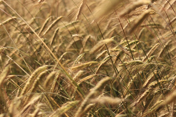 Ears of rye close up with selective focus. Grain ripening on the field. Field of rye. Agriculture. Rural landscape. Concept of growing grain harvest