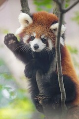 red panda cub wave