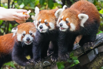 Fototapeta premium 3 redpandas 