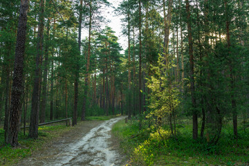 Naklejka premium A forest path with trees on either side