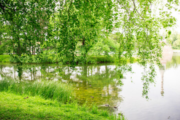 A serene pond surrounded by vibrant green foliage, with sunlight filtering through the branches of a majestic tree, creating dappled reflections on the water's surface.