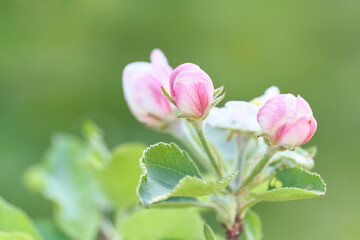 Blooming flower of apple tree in the garden. Close up of flower buds on bright, sunny, natural...