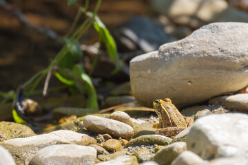 RANA COMUNE NEL TORRENTE LANDA