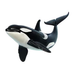 Poster Orca Whale Digital Artwork with Transparent Background
