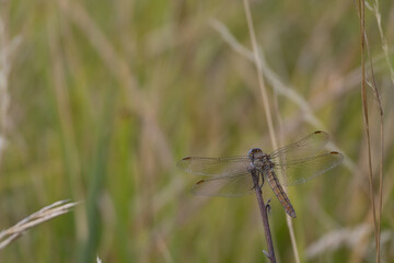 LIBELLULA NEI PRATI EMILIANI MONTE SAN PIETRO