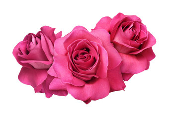 Red rose flowers in a floral arrangement isolated on white or transparent background