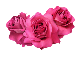 Red rose flowers in a floral arrangement isolated on white or transparent background